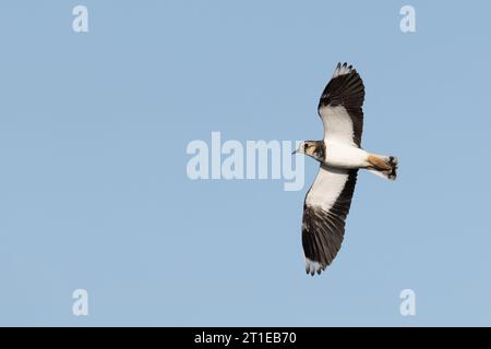 Lapwing (Vanellus vanellus) Norfolk September 2023 Stockfoto