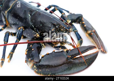 Hummer auf einem weißen Hintergrund Stockfoto