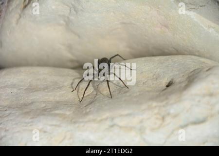 Wasserspinne auf einem Felsen am Ufer der Großen Seen in Ontario, Kanada Stockfoto