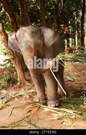 Natur, Naturschutz und Elefant mit Bambus in einem Dschungel zum Füttern, Essen oder Erkunden. Nachhaltigkeit, Tierwelt und Kälber im Freien in A Stockfoto