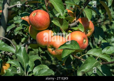 Die Reifen Äpfel auf dem Baum Stockfoto