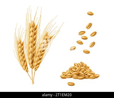 Realistische Getreideohren aus Weizen, Hafer und Gerste, Spikes und Körner. Isoliertes landwirtschaftliches 3D-Vektor-Produkt, das ein zufriedenstellendes Frühstückserlebnis und wahre Essenz von Farm-frischer Güte bietet Stock Vektor