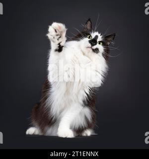 Majestätische schwarz-weiße norwegische Waldkatze mit lustigen Gesichts-Markierungen, sitzend nach vorne gerichtet und begrüßend mit einer Pfote hoch in der Luft. Aussehen Stockfoto