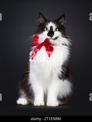 Majestätische schwarz-weiße norwegische Forestcat mit lustigen Gesichts-Markierungen, sitzend mit roter weihnachtsschleife aus Samt vorne. Sieht aus Stockfoto