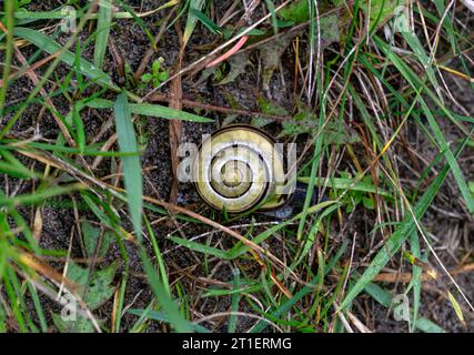 Eine große gelb-silberne Schnecke kriecht durch das Gras Stockfoto