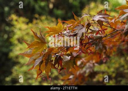 Herbstblätter eines Ahornbaums im Garten Stockfoto