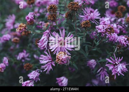 Violette Asterblüten im Herbstgarten Stockfoto