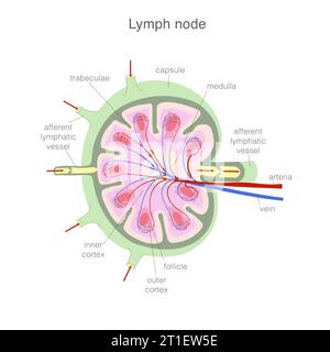 Anatomie eines Lymphknotens. Vereinfachtes Schema mit externer und interner Struktur. Stock Vektor