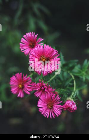 Eine Nahaufnahme mit heißen rosa Asterblumen im Herbstgarten Stockfoto
