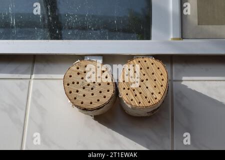 Löcher in Holz wie ein Bienenhotel Stockfoto
