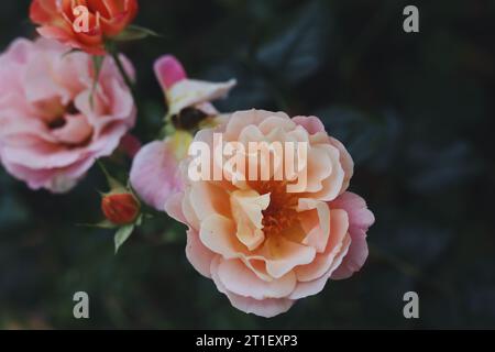 Rosa Rosen in voller Blüte im Sommergarten Stockfoto