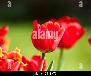 Eine Haupttulpe mit anderen im Hintergrund Stockfoto