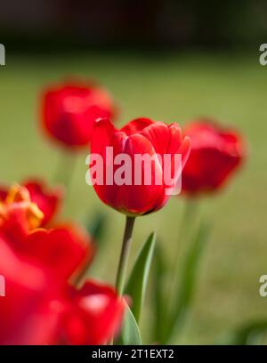 Eine Tulpe unter anderen Tulpen Stockfoto