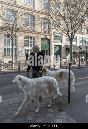 Paris Frankreich authentisches Alltagsleben, ein Mann geht mit seinen zwei schönen Hunden spazieren Stockfoto