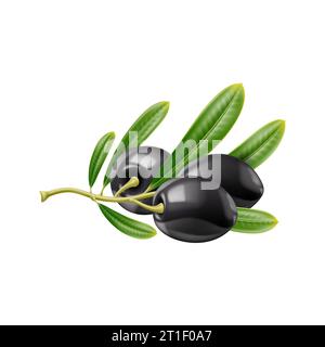Realistische schwarze rohe Oliven. Isolierte Olivenzweige und Blätter. 3D-Vektorbeeren, eingebettet in leuchtend grünes Laub, baumeln an einem rustikalen Zweig und bieten einen verführerischen Geschmack des Mittelmeers Stock Vektor