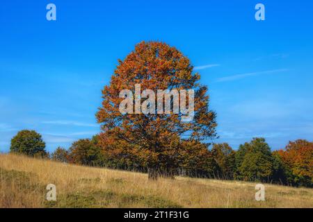 Einzelne Buche auf der Wiese im Herbst. Buchenwald im Hintergrund. Stockfoto