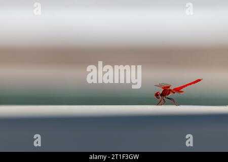 Rote Libelle auf dem Boden in der Sonne mit Pastellfarben im Hintergrund Stockfoto