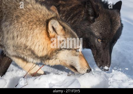 Black Phase und Grey Wölfe (Canis Lupus) treffen sich im Schnee Winter zusammen – Gefangene Tiere Stockfoto