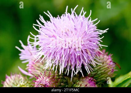 Kriechende Histle (cirsium arvense), Nahaufnahme einer einzelnen rosa Blume, die erste, die sich aus einer Gruppe von Blütenknospen auf der Pflanze öffnet. Stockfoto