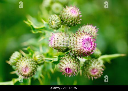 Kriechende Histle (cirsium arvense), Nahaufnahme einer Gruppe ungeöffneter Blütenknospen. Stockfoto