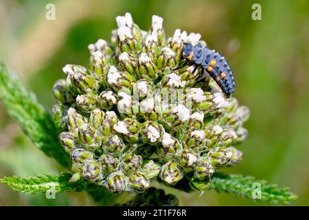 Nahaufnahme des Larvenstadiums eines Marienkäfers mit 7 Spot (Coccinella septempunctata), der auf den Blütenknospen einer Schafgarbe (achillea millefolium) sitzt. Stockfoto
