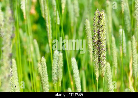 Timothy (phleum pratense), Nahaufnahme mit Fokus auf zwei Grasstängel, die zu Beginn des Sommers zu blühen beginnen. Stockfoto