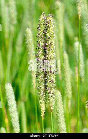 Timothy (phleum pratense), Nahaufnahme mit Fokus auf zwei Grasstängel, die zu Beginn des Sommers zu blühen beginnen. Stockfoto