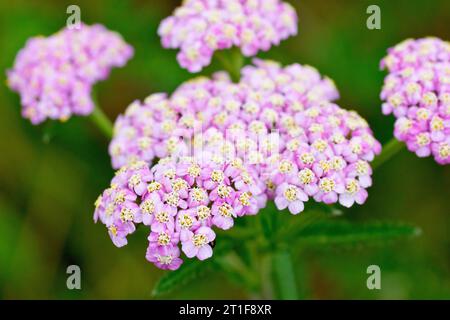 Schafgarbe (achillea millefolium), Nahaufnahme eines einzelnen Kopfes der viel selteneren rosafarbenen Blüten der Pflanze. Stockfoto