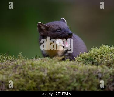 Pinienkarder auf einer moosigen Bank essen eine Küken, Schottland, Großbritannien Stockfoto