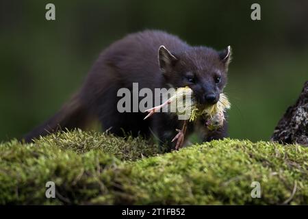 Kiefer Marder auf moosigem Bank mit einer Küken im Mund, Schottland, Großbritannien Stockfoto