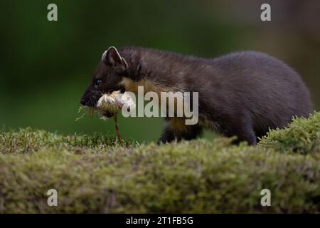 Kiefernmarder auf einer moosigen Bank mit einem Küken im Mund, Schottland, Großbritannien Stockfoto