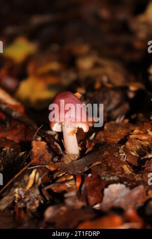 Rosy Bonnet Pilhroom (Mycena rosea) in den Wäldern Stockfoto