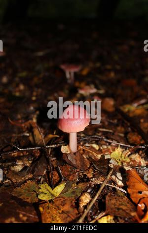 Rosy Bonnet Pilhroom (Mycena rosea) in den Wäldern Stockfoto