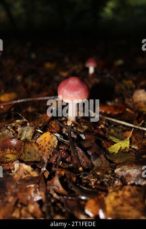 Rosy Bonnet Pilhroom (Mycena rosea) in den Wäldern Stockfoto