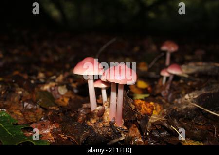 Rosy Bonnet Pilhroom (Mycena rosea) in den Wäldern Stockfoto