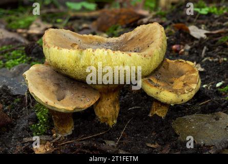 Drei Pilze, wahrscheinlich rote knackende Boleten, eine große und zwei kleine, erinnern an einen Tisch und zwei Stühle. Stockfoto