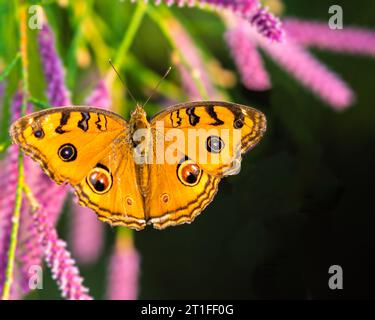 Ein Pfauenstiefmütterchen, das auf einer rosa Blume ruht Stockfoto