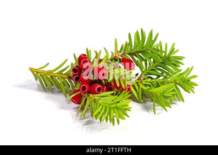 Früchte des Eibenbaums vor weißem Hintergrund Stockfoto