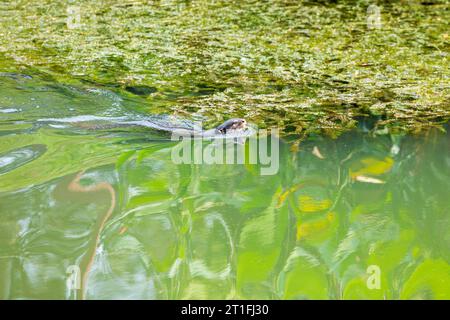 Glatt beschichtete Otter schwimmen im städtischen Fluss My Waterway@Punggol in Singapur. Stockfoto