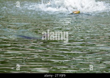 Glatt beschichtete Otter schwimmen im städtischen Fluss My Waterway@Punggol in Singapur. Stockfoto