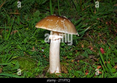 Amanita rubescens (der Blusher) ist ein häufiger Pilz in Laub- und Nadelwäldern. Sie kommt in Europa und im Osten Nordamerikas vor. Stockfoto