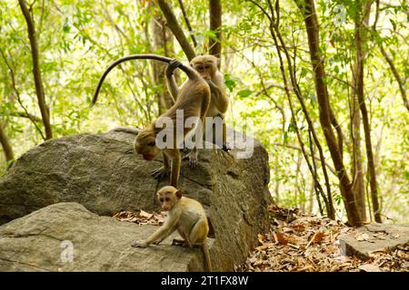 Wilde Affen in Waldfelsen in Sri Lanka Stockfoto
