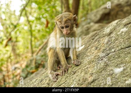Wilde Affen in Waldfelsen in Sri Lanka Stockfoto