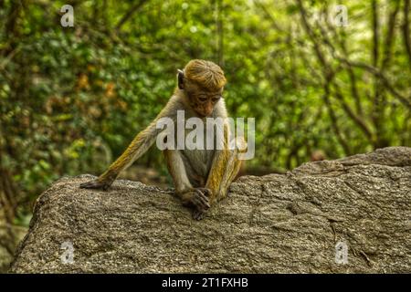 Wilde Affen in Waldfelsen in Sri Lanka Stockfoto