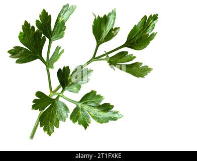 Ein Zweig frischer grüner Petersilie, isoliert auf weißem Hintergrund. Der volle Fokus bleibt für das Design. Stockfoto