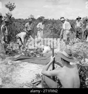 Die britische Wiederbesetzung von Singapur japanische Kriegsgefangene Exhumieren der Körper einer alliierten Kriegsgefangenen gedacht, durch die Japaner während in Gefangenschaft getötet worden zu sein. Eine Reihe von Exhumierungen wurden von einem Team unter Captain R S Ross der Royal Army Medical Corps mit dem Ziel der Gewinnung der Beweis der japanischen Gräueltaten für die Kriegsverbrecherprozesse in Singapur statt. Stockfoto