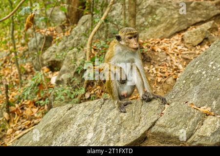Wilde Affen in Waldfelsen in Sri Lanka Stockfoto