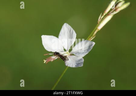 Weibliche hoverfly Melanostoma scalare, Familie Syrphidae auf einer Blume der weißen Gaura (Oenothera, Gaura lindheimer), Familie Onagraceae. September, Stockfoto