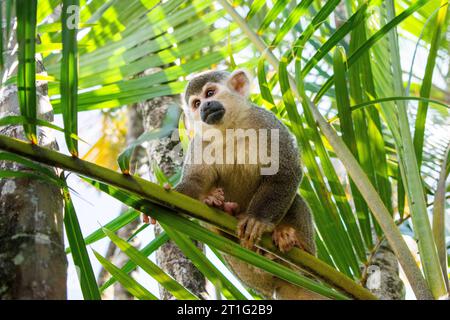 Eichhörnchen Affen Alpha männlich in einer Palme Stockfoto