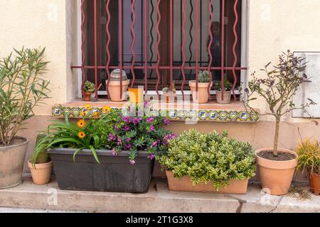 Farbenfrohe Ausstellung von Pflanzen, Kakteen und Blumen vor einem Haus in der antiken Stadt Arles in der Provence, Südfrankreich. Stockfoto